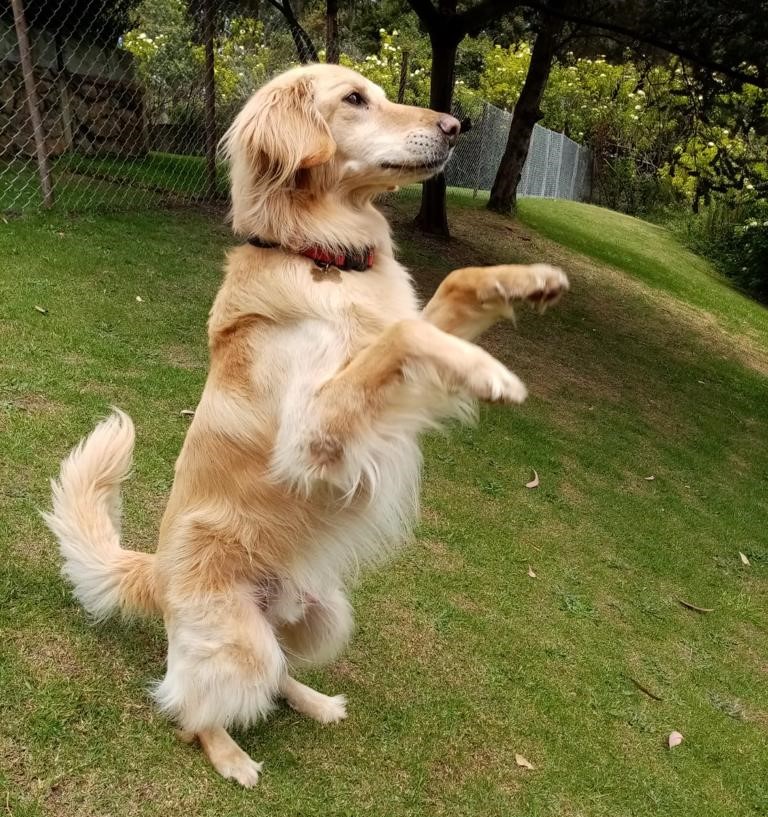 Adiestramiento canino en Bogotá y Chía